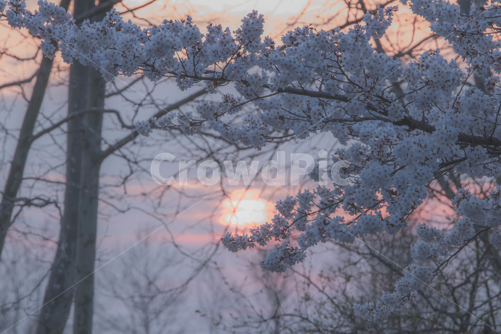 자연,노을,벚꽃,해질녘,nature,cherryblossom