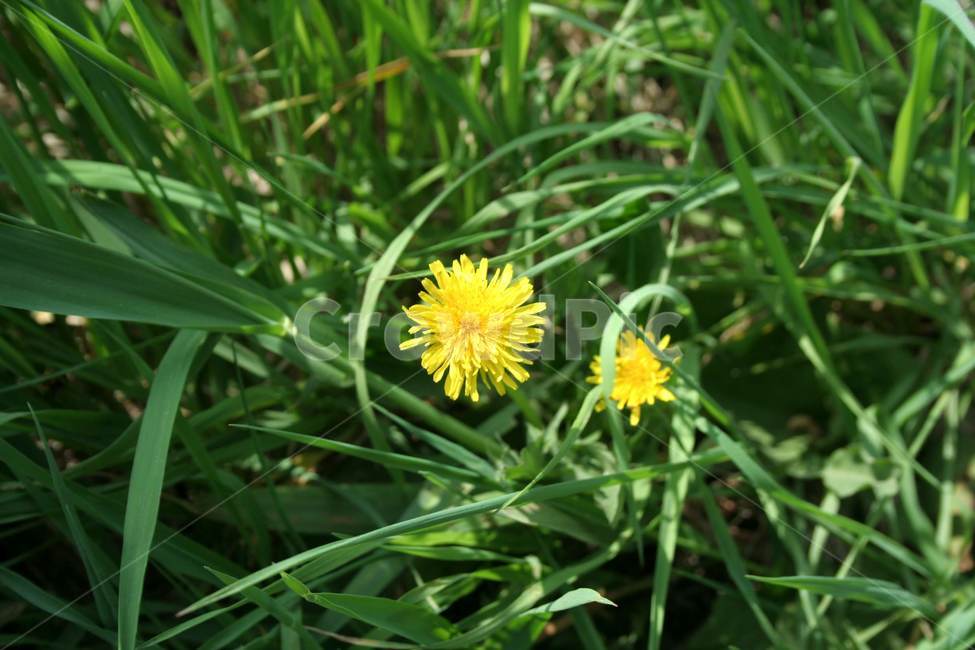 민들레,꽃,노란색꽃,봄,dandelion,식물,자연,plants,nature,꽃,flower
