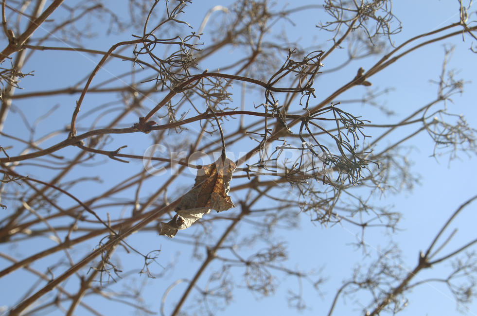 plant,식물,tree,나무,나뭇가지,나뭇잎,잎,leaf,낙엽