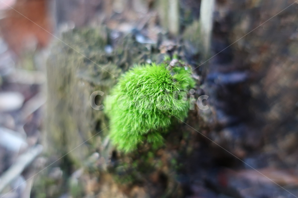 moss,이끼,plant,식물,생명력,새생명