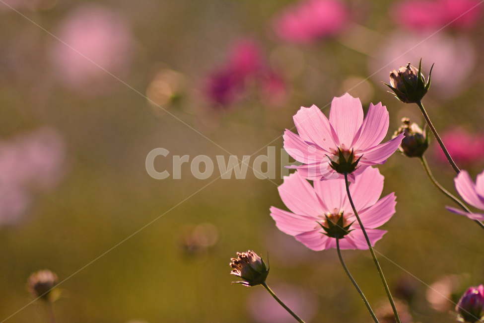 pink,September,red,autumn lyricism,At sunset,petal,fall,autumn mood,fall flowers,season,sensible,November,flowers,autumn background,emotional,feeling,Cosmos,One bunch,Autumn sensibility,background,plant,wild flowers,october,autumn,stamen