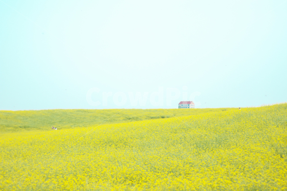 유채꽃,안성팜랜드,꽃,하늘,풍경,봄,노랑,봄,계절,spring,season,자연,풍경,nature,landscape,한국자연풍경,한국자연경관,korea nature landscape,outdoors,옥외,field,들,grassland,목초지,farm,농장,rural,농촌,meadow