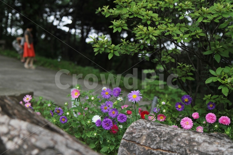 꽃,식물,자연,감성사진,과꽃,식물,자연,plants,nature,꽃,flower