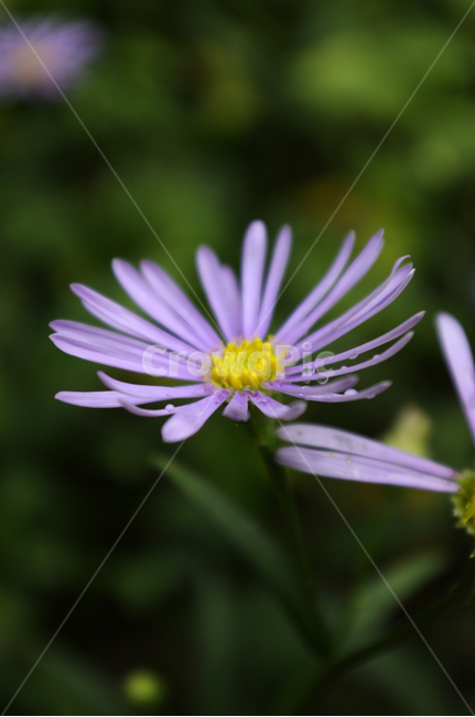 벌개미취,식물,plant,자연,nature,꽃,flower,식물,자연,plants,nature,꽃,flower