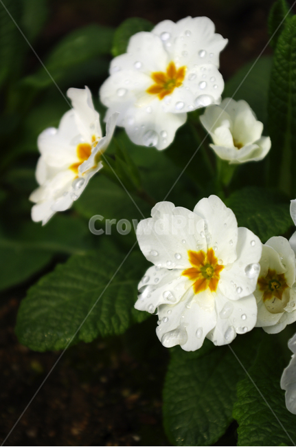 꽃,flower,plant,식물,자연,꽃잎,식물,자연,plants,nature,꽃,flower