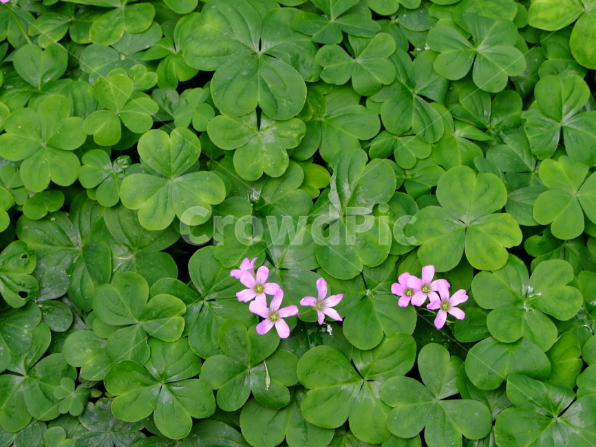 꽃,식물,자연,아름다운,여유,nature,식물,자연,plants,nature,꽃,flower