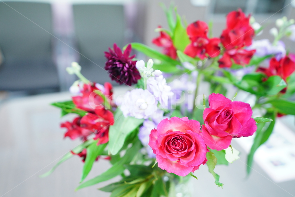 플라워,꽃,flower,핑크,레드,색감,컬러,칼라,color,식물,생명,색,감성,꽃,flower,실내용화초,화분,화초,house plant