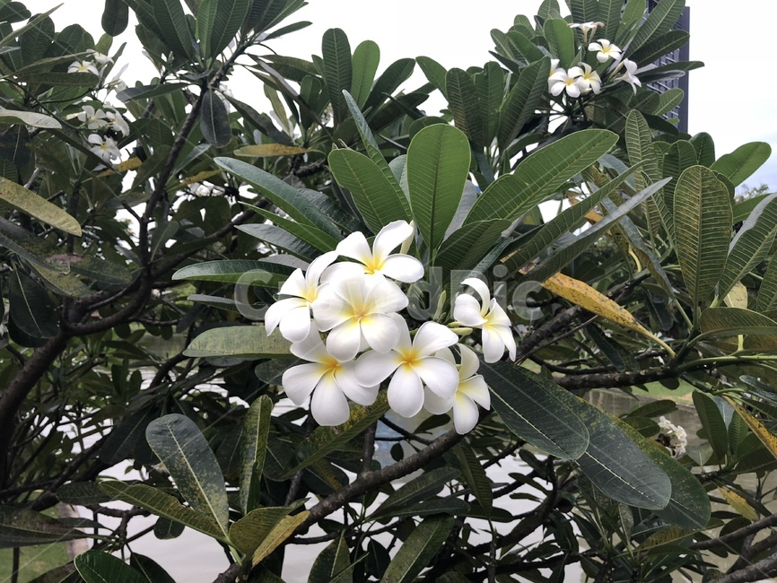 식물,꽃,blossom,acanthaceae,plant