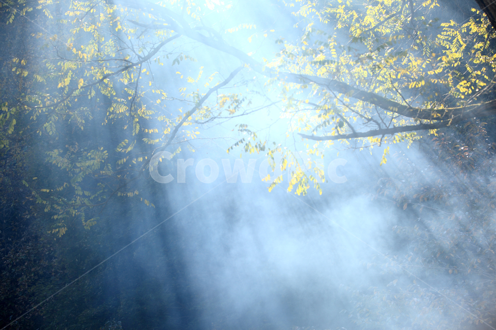 빛,빛내림,빛줄기,햇살,봄,나무,자연,감성,자연,풍경,nature,landscape,휴식,힐링,rest,relaxation,healing,weather,날씨,outdoors,옥외