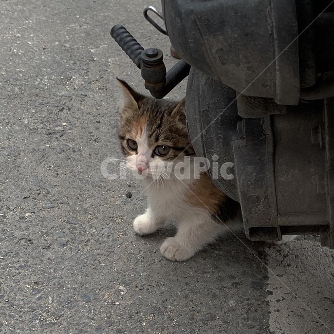 고양이,동물,cat,길고양이,귀여운고양이,동물,animal,포유류,mammal,고양이,cat,kitten,kitty