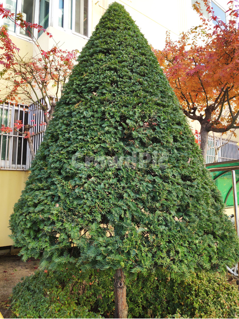 크리스마스,겨울,나무,장식,christmas,tree,winter,식물,자연,plants,nature,나무,trees,wood
