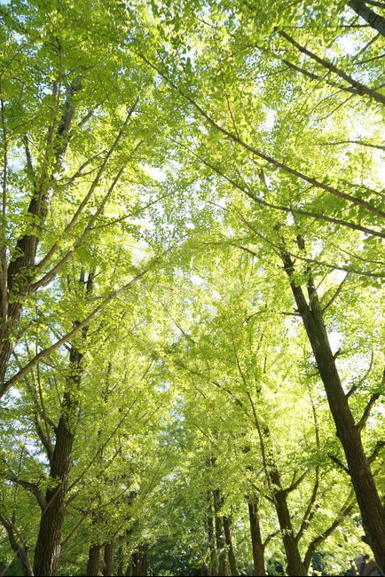 춘천,남이섬,자연,나무,tree,korea,겨울연가,drama