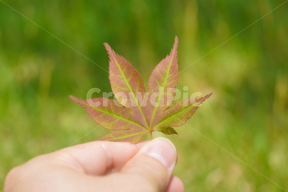 단풍,가을,자연,손,힐링,신선함,안식처,hand,season,plants,nature,sensible,feeling,색깔,색상,색채,색감,colorsense,colorsensitivity,feelingofcolor,감성,평온함,느낌,휴식