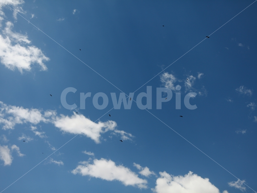 하늘,새,구름,파란하늘,맑음,독수리,자연,풍경,nature,landscape,flying,나는,animal,동물,bird