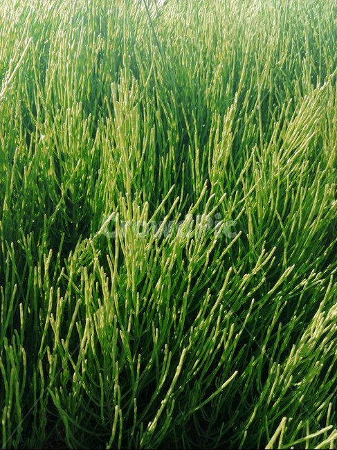야생화,배경화면,공원,푸르름,초원,감성,풀,숲,낮,오후