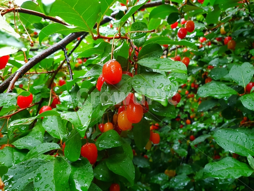 plant,식물,fruit,과일,보리수,열매,과일,열매,fruit