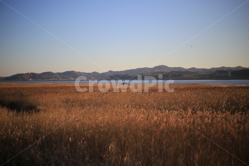 갈대,억새,신성리갈대밭,자연,풍경,가을,갈대밭,grass,잔디,plant,식물,field,들,grassland,목초지,outdoors,옥외