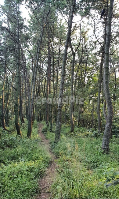 삼림지,숲,식물,자연,나무,tree,자연,풍경,nature,landscape,vegetation,초목,plant,woodland,forest,land,땅,outdoors,옥외,grove,작은 숲