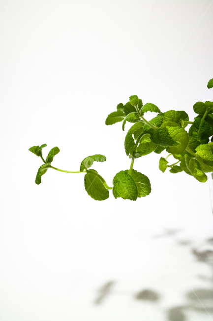 애플민트,허브,민트,식물,잎,잎사귀,줄기,자연,클로즈업,식물,자연,plants,nature