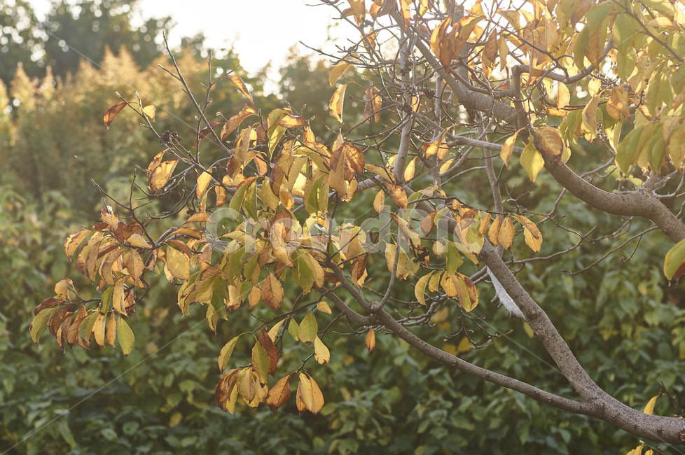 공원,빛,풍경,야외,잎,가을,정원,밝은,숲,나무,녹색,자연,가을,계절,fall,autumn,season,plant,식물,tree