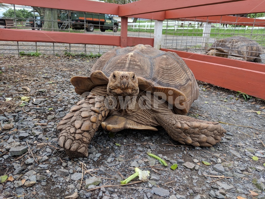 turttle,터틀,거북이,sealife,animal,동물,동물,animal,파충류,양서류,reptile,amphibian