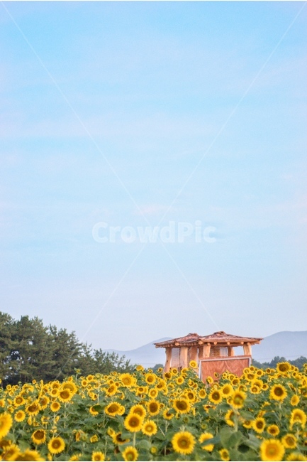 꽃,해바라기,자연,풍경,여름,자연,풍경,nature,landscape,building,건물,architecture,건축물,tower,탑