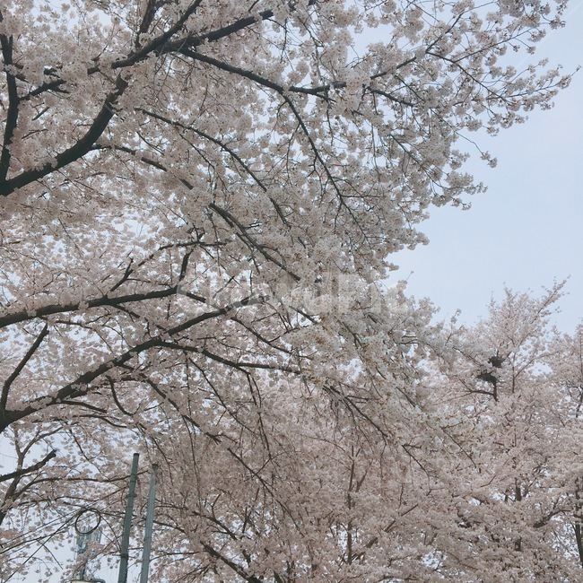 벚꽃,꽃,나무,봄,spring,꽃놀이,꽃나무