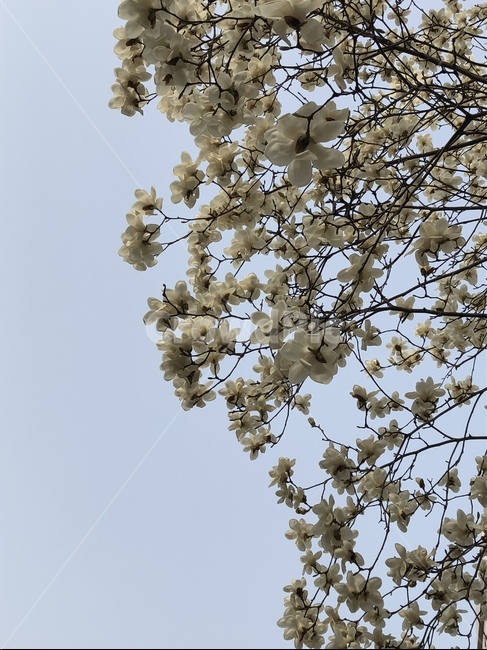 벚꽃,봄,꽃사진,하늘,푸르다,자연,flowers,spring,sky,nature,봄,계절,spring,season,식물,자연,plants,nature,꽃,flower,plant