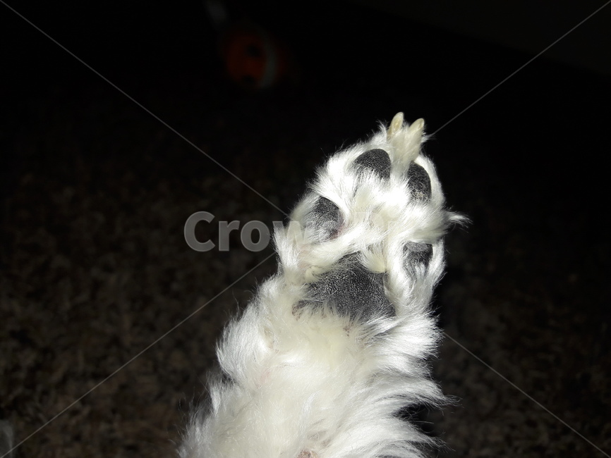 dog,발,puppy,cute,pet,동물