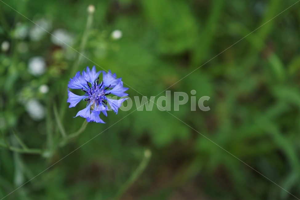 꽃,자연,수레국화,국화과,독일국화,에스토니아국화,식물,centaureacyanus,beautiful,plant,flower,식물,자연,plants,nature,꽃,flower