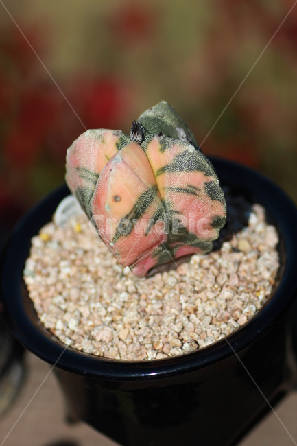 다육식물,난봉옥금,난봉옥,다육,다육화분,선인장,실내용화초,화분,화초,house plant