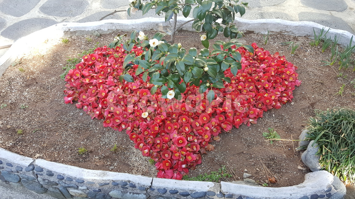 하트,사랑,동백,동백꽃,화분