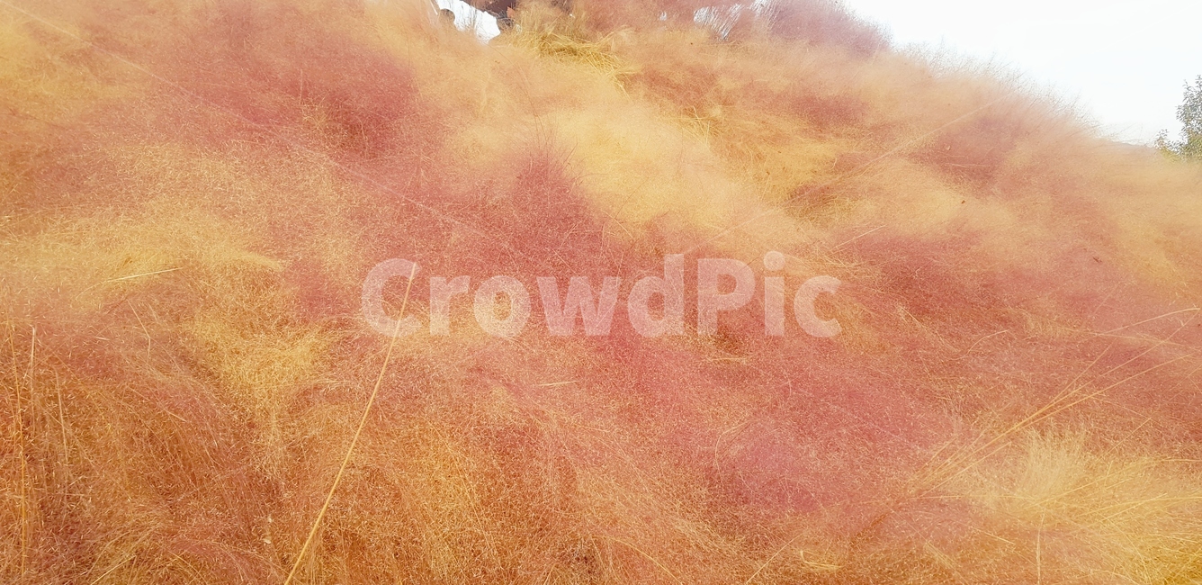 plant,갈대,핑크뮬리,가을,grass,잔디,핑크색