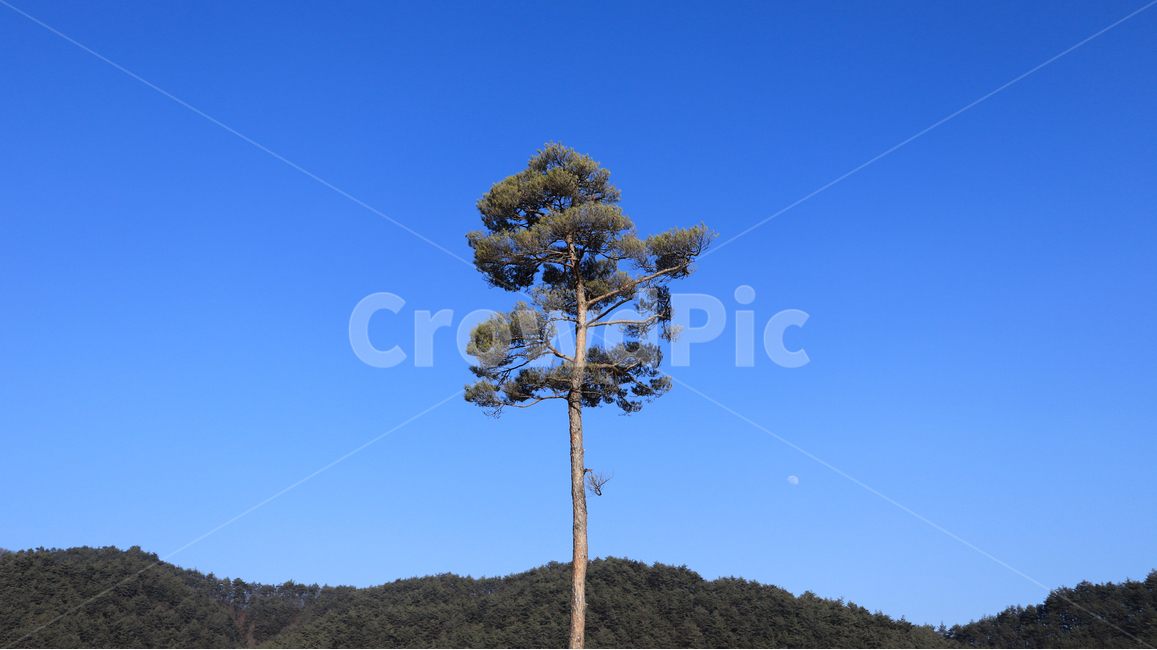 나무,하늘,소나무,달,강원도,중앙,풍경,색감,파랑,식물,자연,plants,nature,나무,trees,wood
