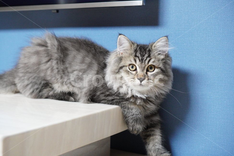 고양이,귀여운고양이,어린고양이,페르시안고양이,냥이,야옹이,반려묘,cat,cutecat,동물,animal,포유류,mammal,고양이,cat,kitten,kitty