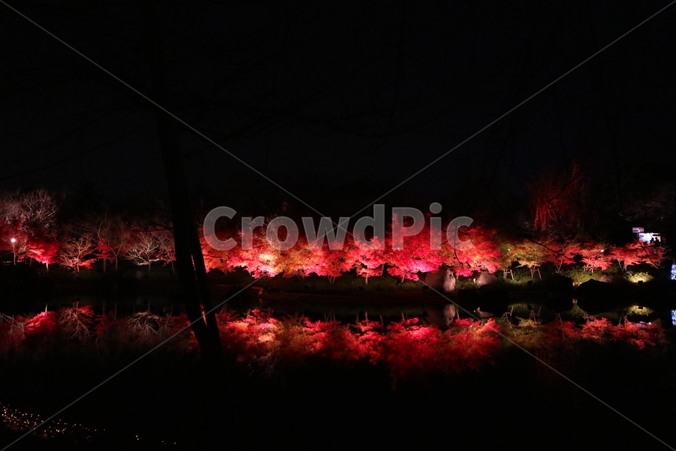 자연,maple,tree,단풍나무,야경