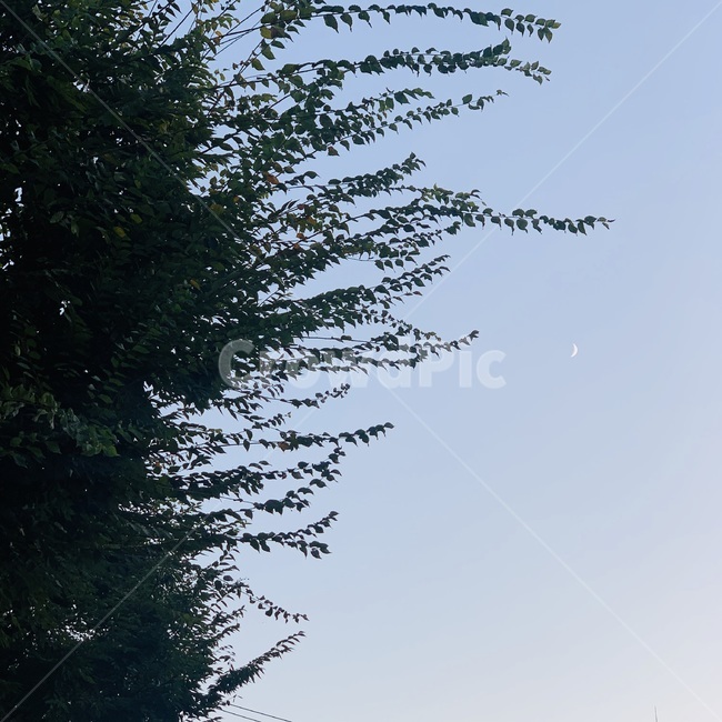 tree,나무,하늘,초승달,분위기,감성,식물,moon,sky