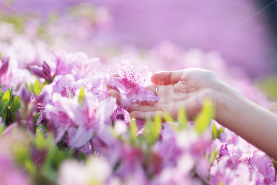 꽃,봄곷,봄,철쭉,자산홍,보라색,분홍색,손,꽃밭,royalazalea,봄,계절,spring,season,식물,자연,plants,nature,꽃,flower,사람,인물,인간,human,person,신체일부,몸,body,감성,sensible,feeling