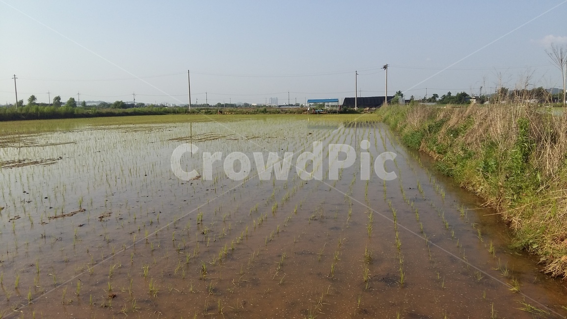 논,벼,논농사,논풍경,벼농사,산업,industry,industrial,농업,농사,agriculture,farming,farming industry