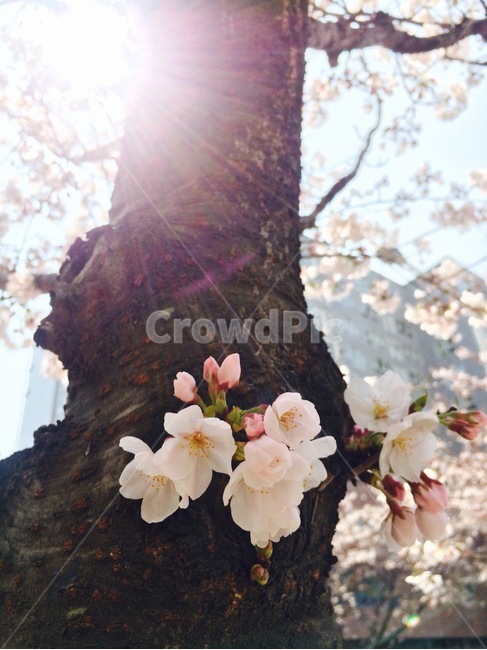 벚꽃,사쿠라,벚꽃나무,고목나무의벚꽃,봄,봄꽃,화사함,개화