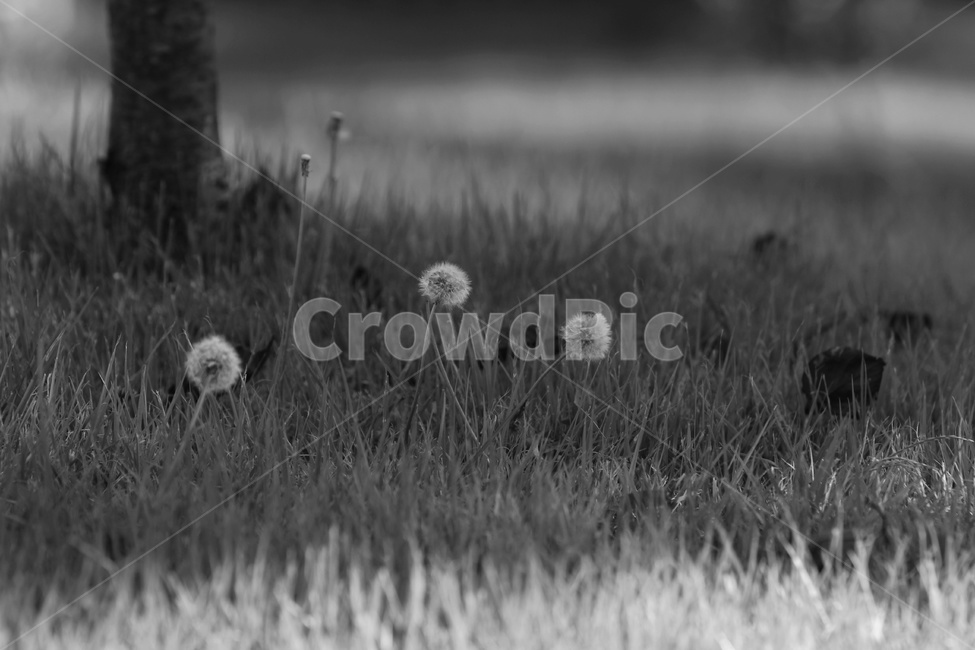 plant,식물,민들레,흑백사진,여유,흑백,모노톤,monochrome,black and white
