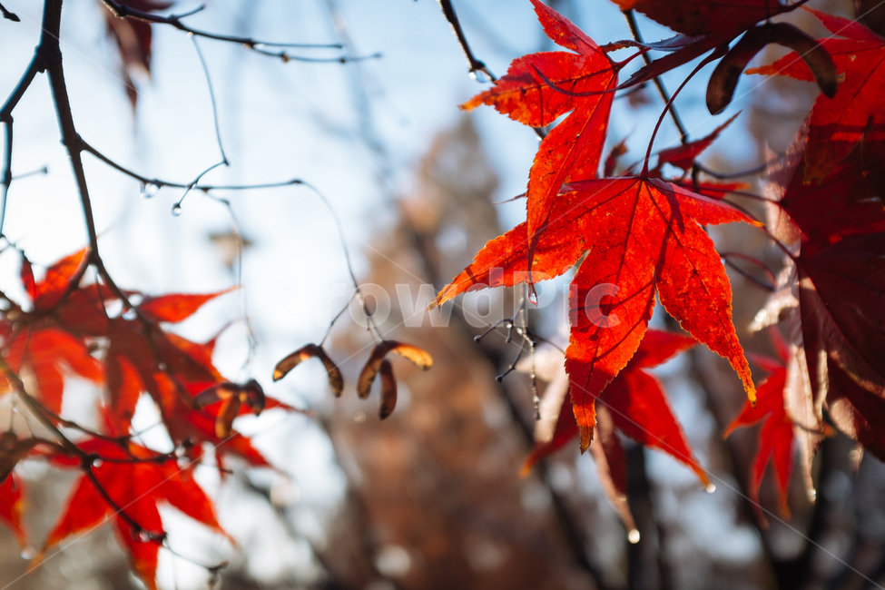 단풍잎,단풍,단풍나무,가을,가을식물,가을,계절,fall,autumn,season,leaf,잎,plant,식물,tree,나무,maple