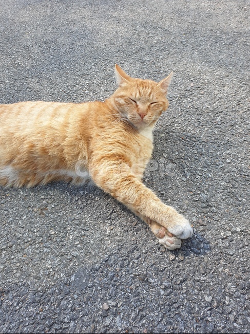 고양이,졸림,나른함,애교,치즈,길,눕기,포즈,요염