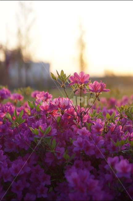 영산홍,일출,봄,꽃,햇빛,붉음,맑음,식물,자연,plants,nature,꽃,flower