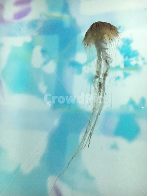 sealife,해양생물,jellyfish,해파리,animal,동물,invertebrate,무척추동물,바다,sea