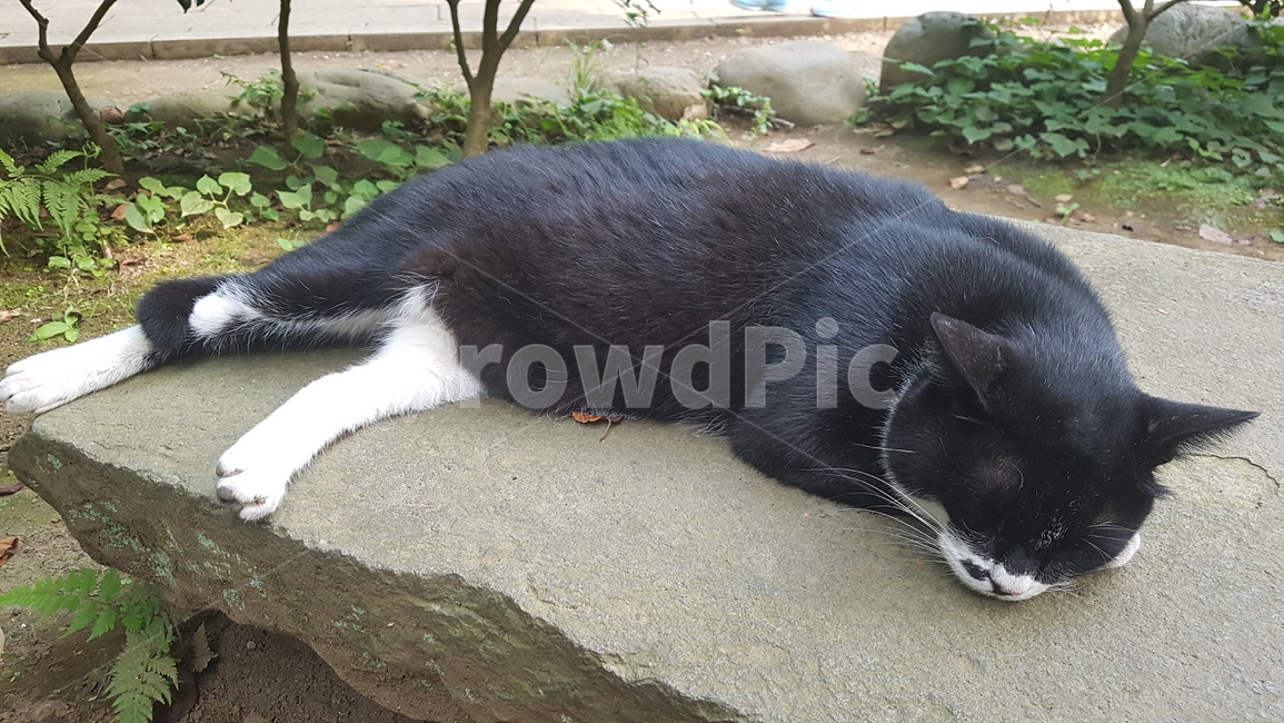 고양이,낮잠,여유,cat,nap