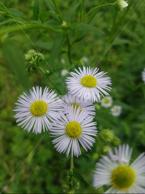 개망초,하얀꽃,평온한,풀밭,작은꽃,꽃