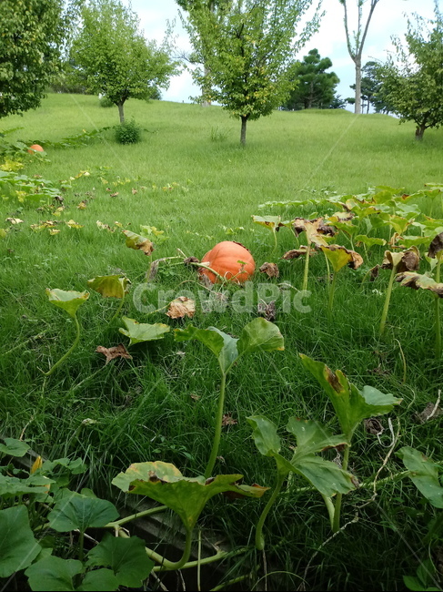 호박,plant,식물,pumpkin,덩굴성일년생초본식물
