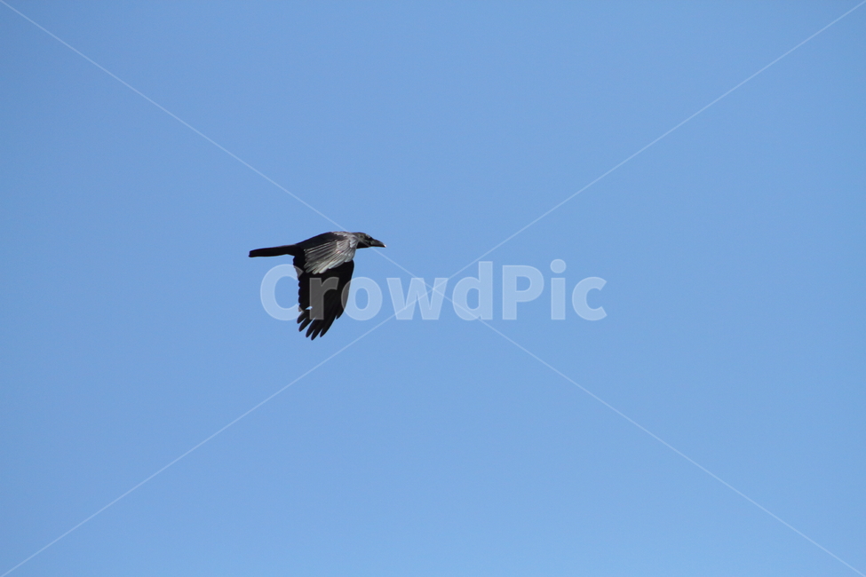 하늘,까마귀,새,조류,carrioncrow,동물,animal,조류,새,birds