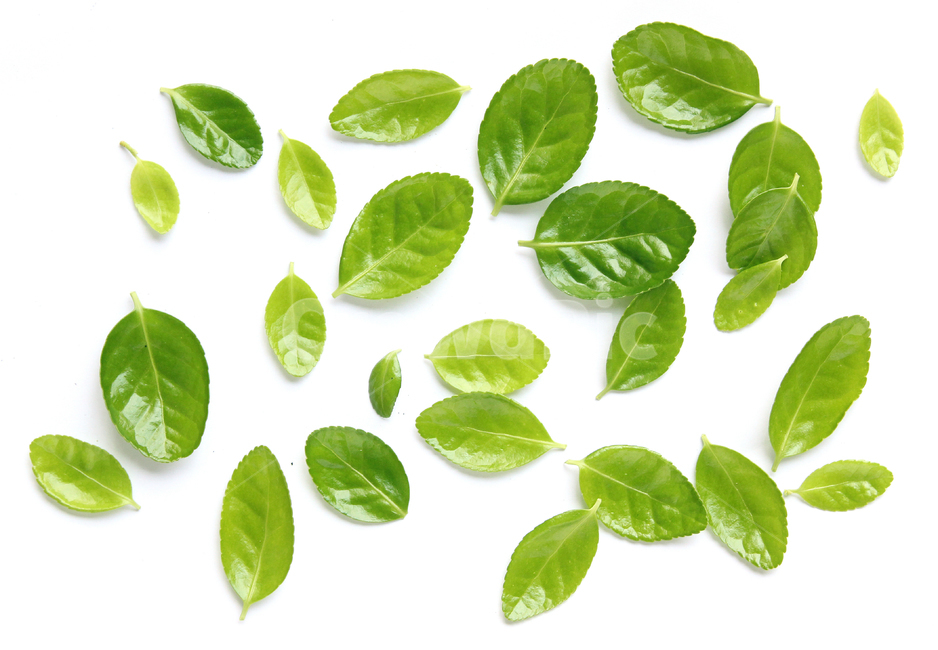 잎,나뭇잎,closeup,fresh,green,leaf,leaves,macro,natur,nature,plant,잎사귀,자연,녹색,그린,클로즈업,신선한,탑앵글,탑뷰,많은,다수의,many,사철나무,식물,자연,plants,nature,누끼,remove background